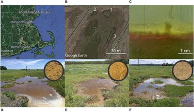 Shallow Salt Marsh Tidal Ponds–An Environment With Extreme Oxygen Dynamics